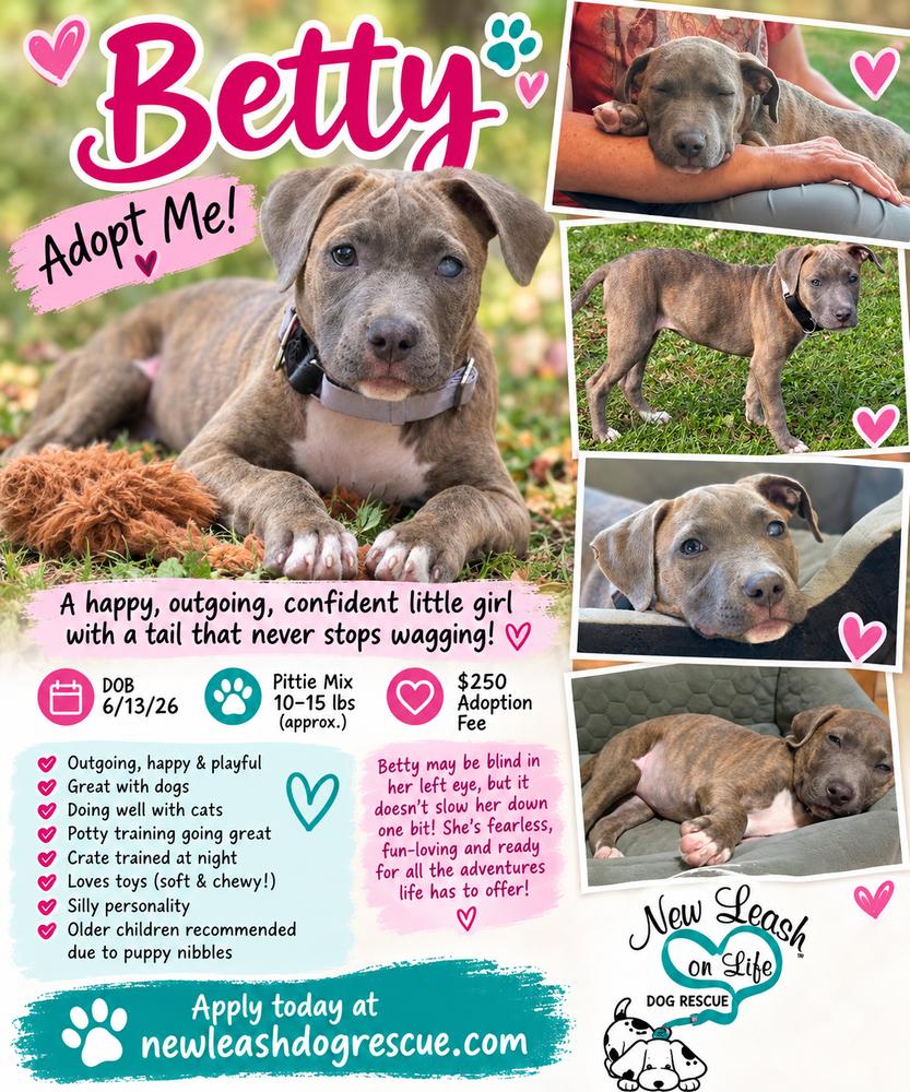 Enlarge Betty, a Adoptable Pit Bull Terrier in Rockland, WI image 6/6