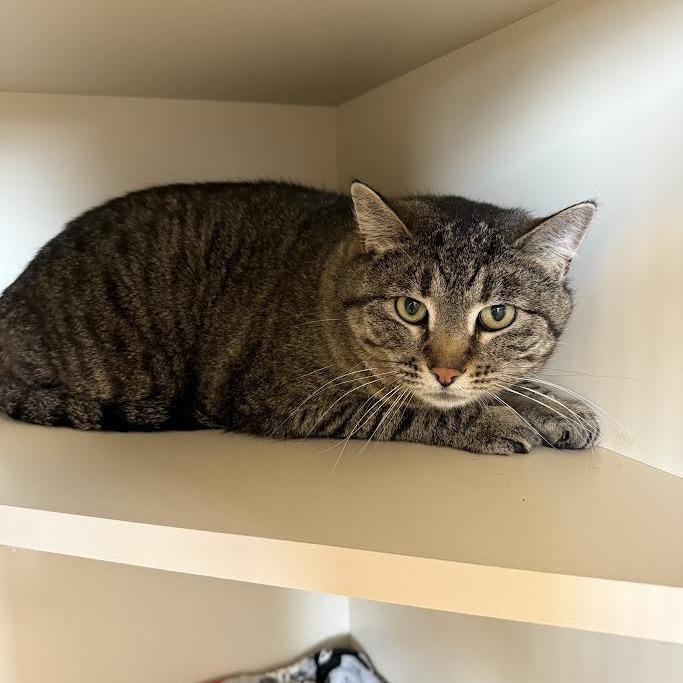 Enlarge Sam, a Adoptable Domestic Short Hair in Cody, WY image 1/2