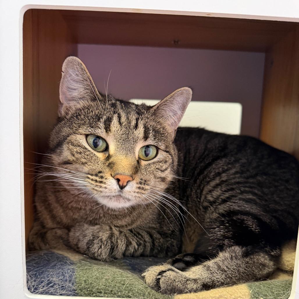 Enlarge Sam, a Adoptable Domestic Short Hair in Cody, WY image 2/3