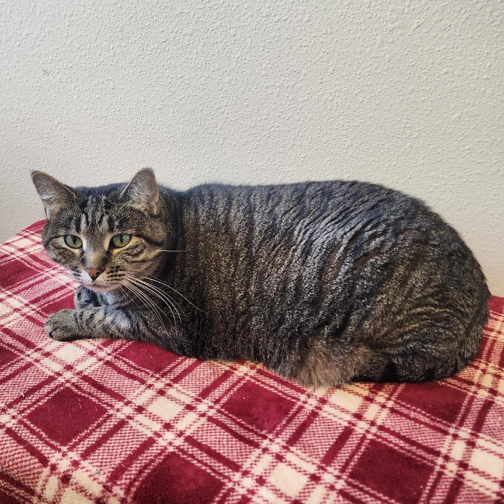 Enlarge Sam, a Adoptable Domestic Short Hair in Cody, WY image 2/2