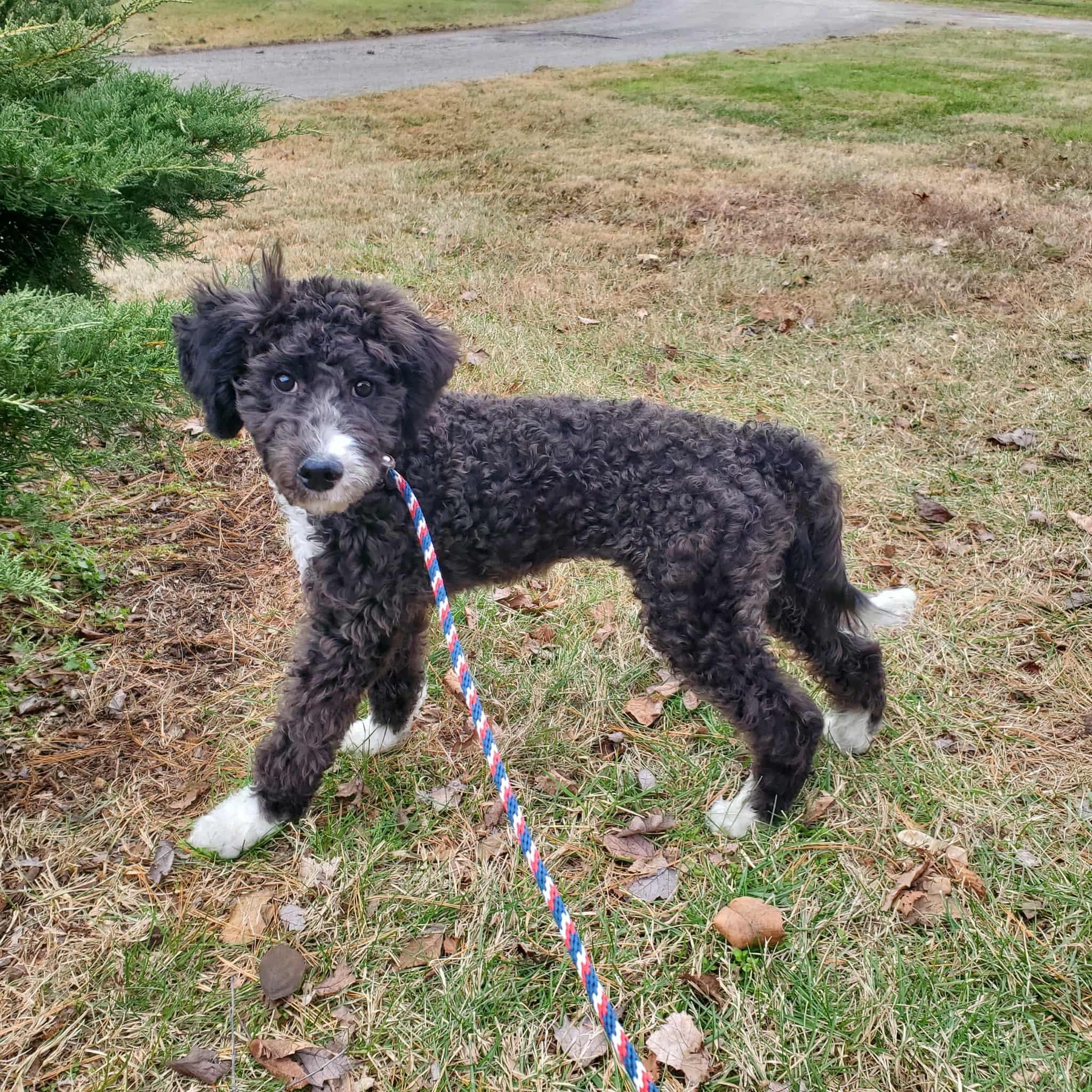 Winston, adopted, Puppy Male Bernedoodle.