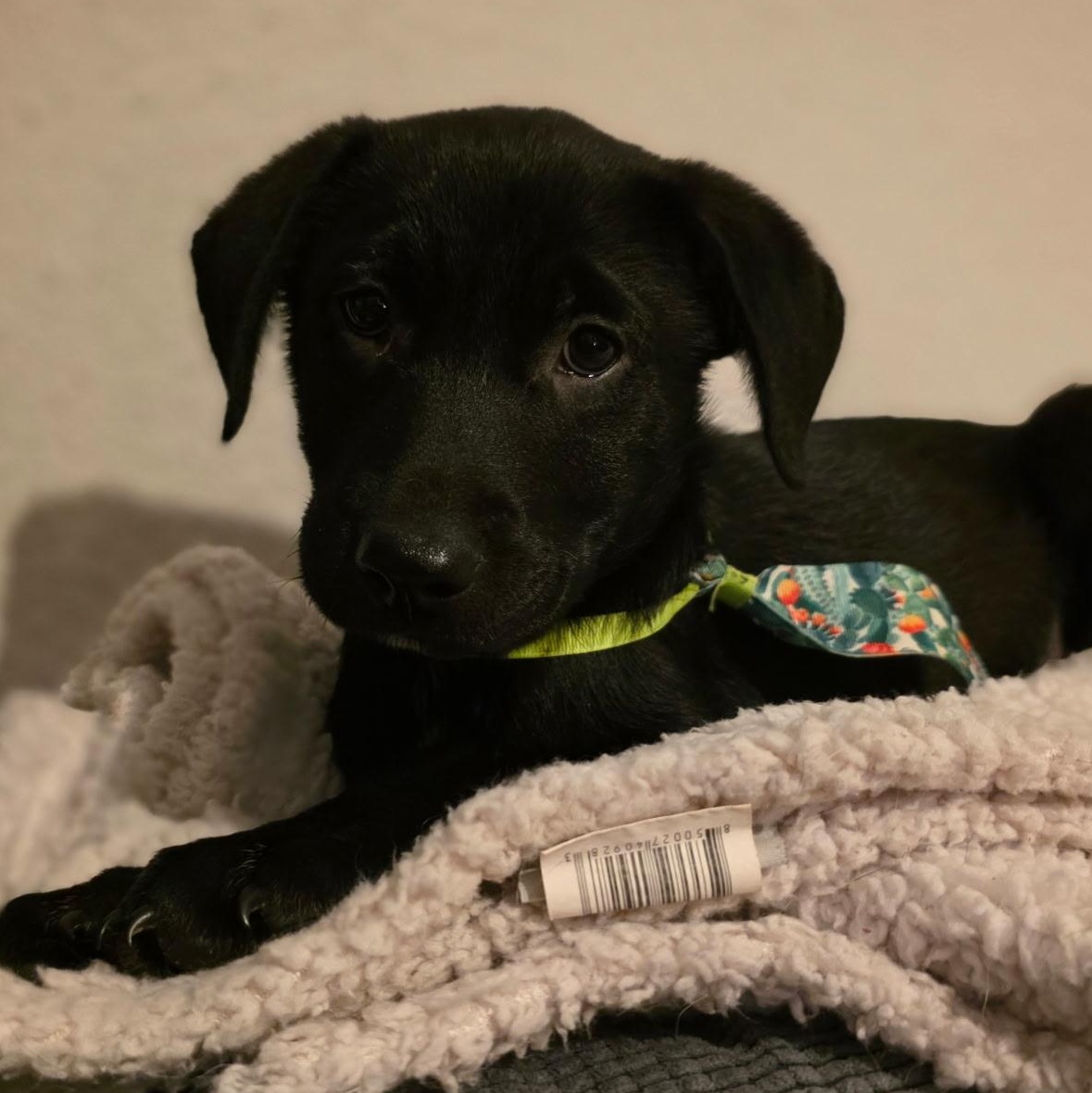 Digger  Arrives In thumbnail 2