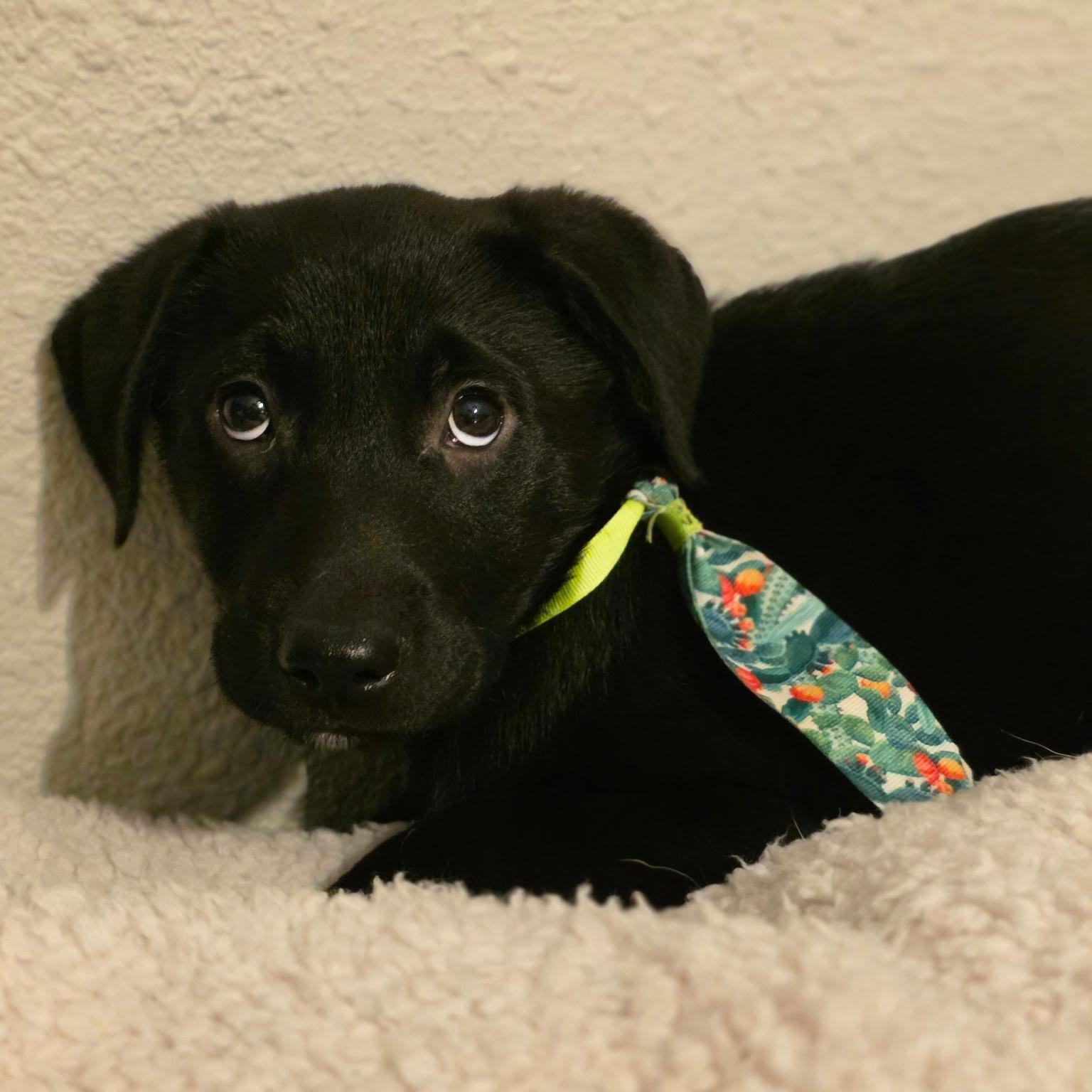 DIGGER - ARRIVES IN MAINE JANUARY 24TH, ADOPTABLE, Puppy Male Black Labrador Retriever.