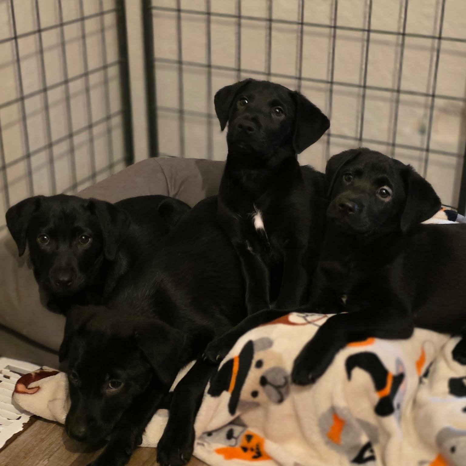 Enlarge DIGGER - ARRIVES IN MAINE JANUARY 24TH, a ADOPTABLE mixed breed in Berwick, ME image 5/5