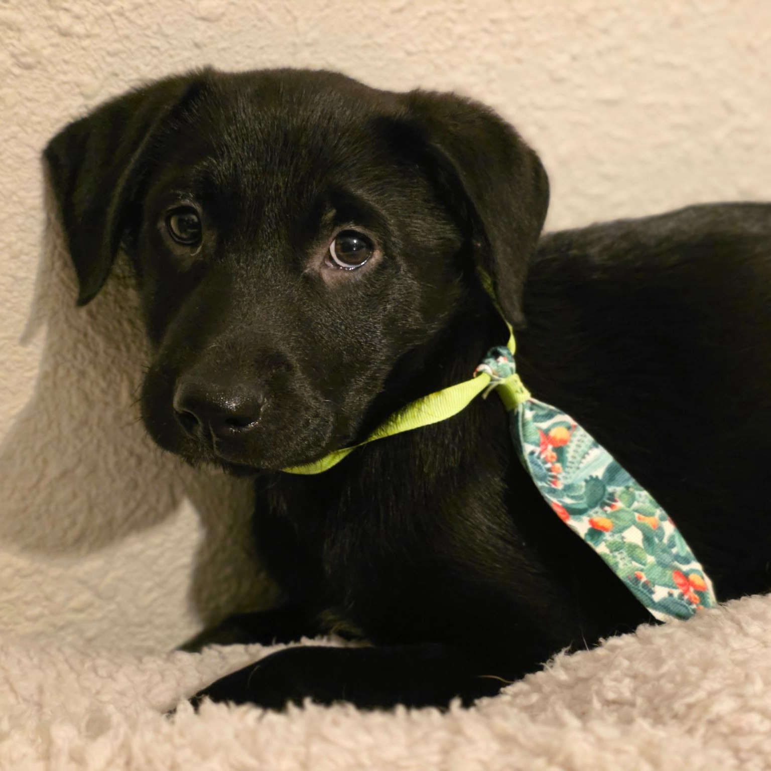 Enlarge DIGGER - ARRIVES IN MAINE JANUARY 24TH, a ADOPTABLE mixed breed in Berwick, ME image 3/5