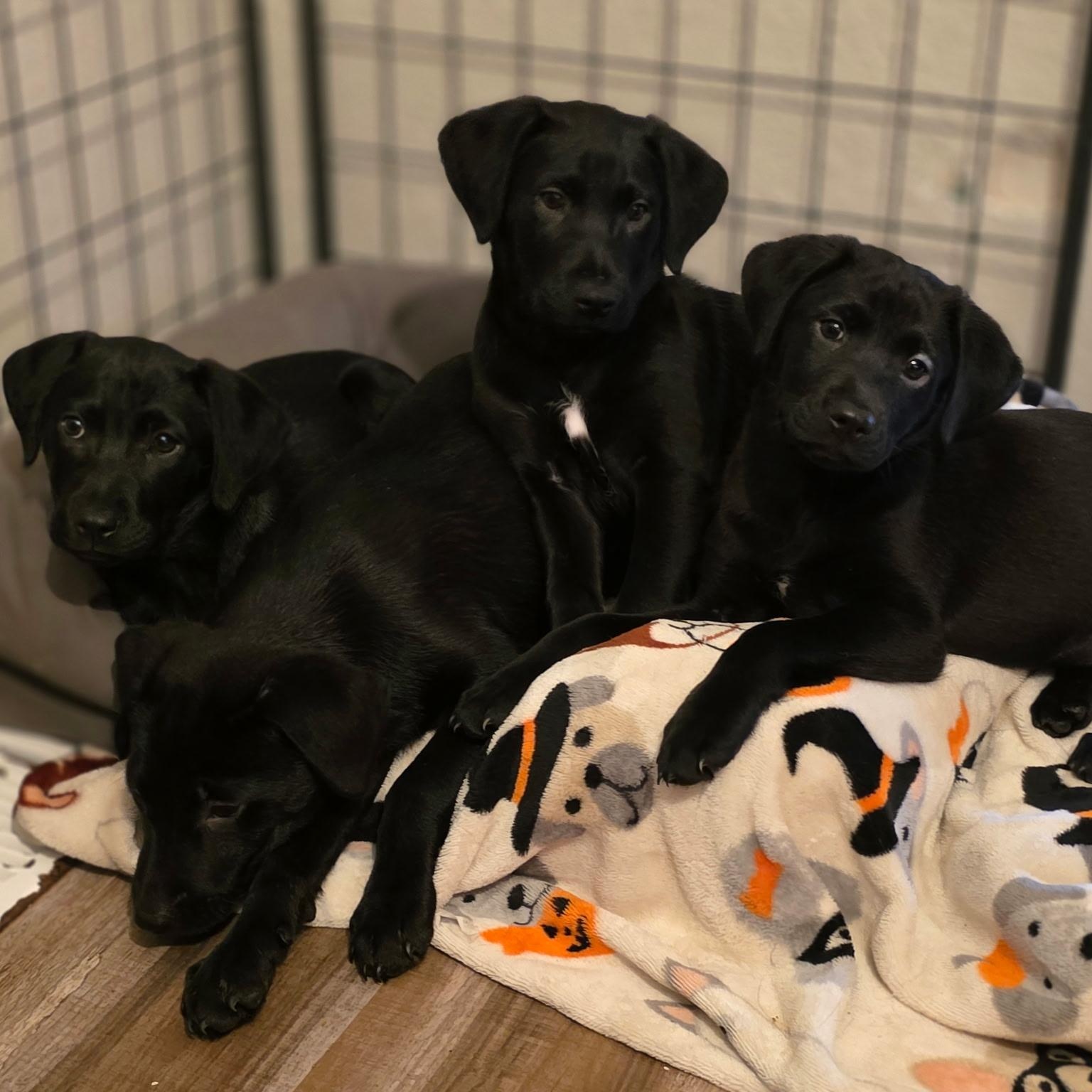 Enlarge DIGGER - ARRIVES IN MAINE JANUARY 24TH, a ADOPTABLE mixed breed in Berwick, ME image 4/5