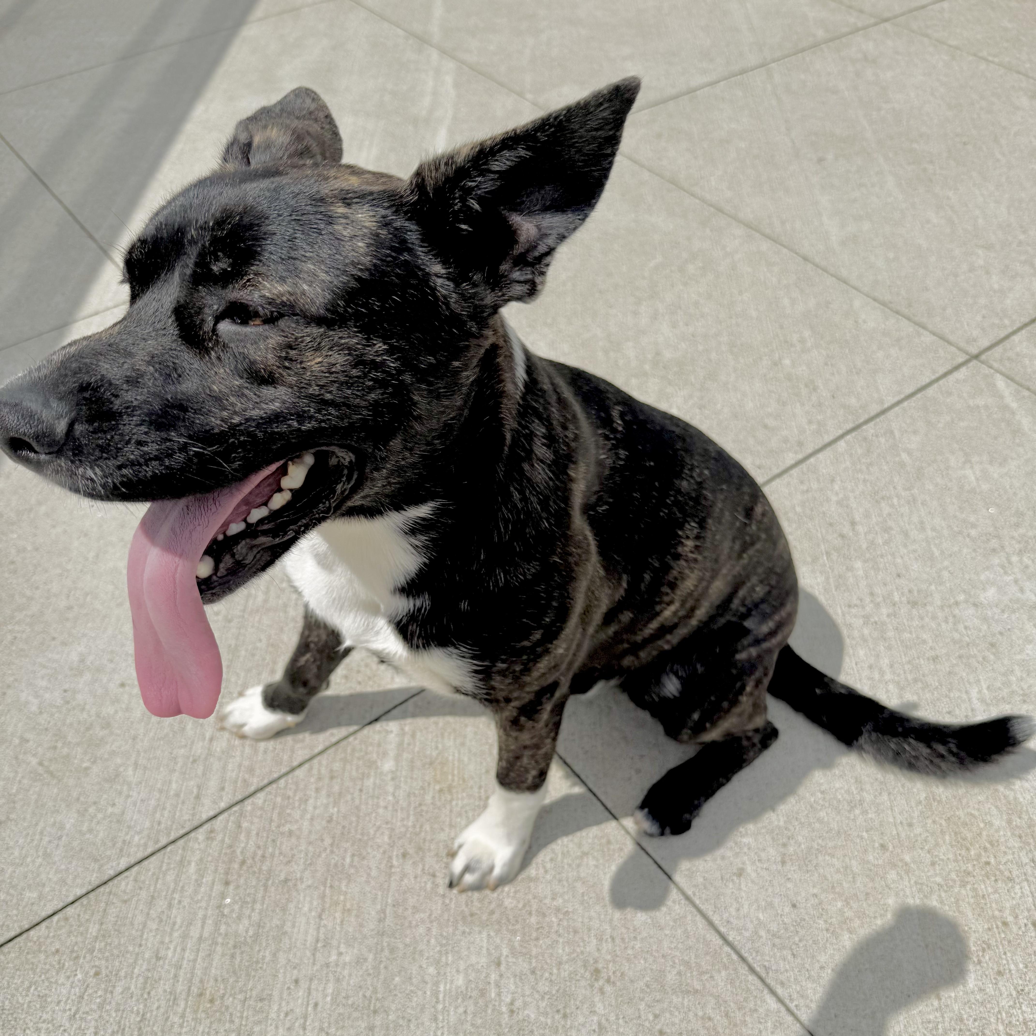 Enlarge Groot, an adopted mixed breed in Scranton, PA image 6/6