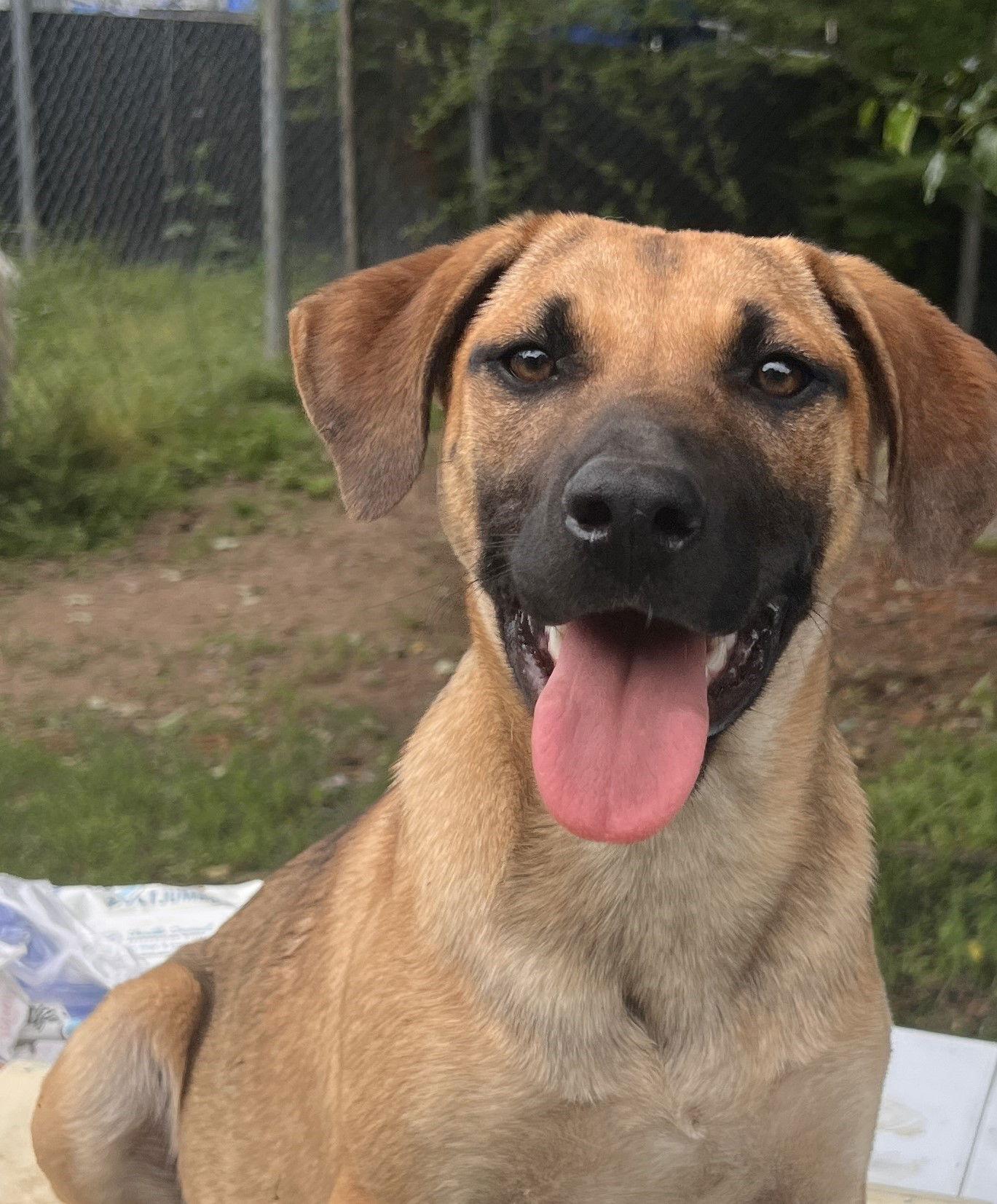 Enlarge Tiffany, a Adopted mixed breed in Crossville, AL image 2/3