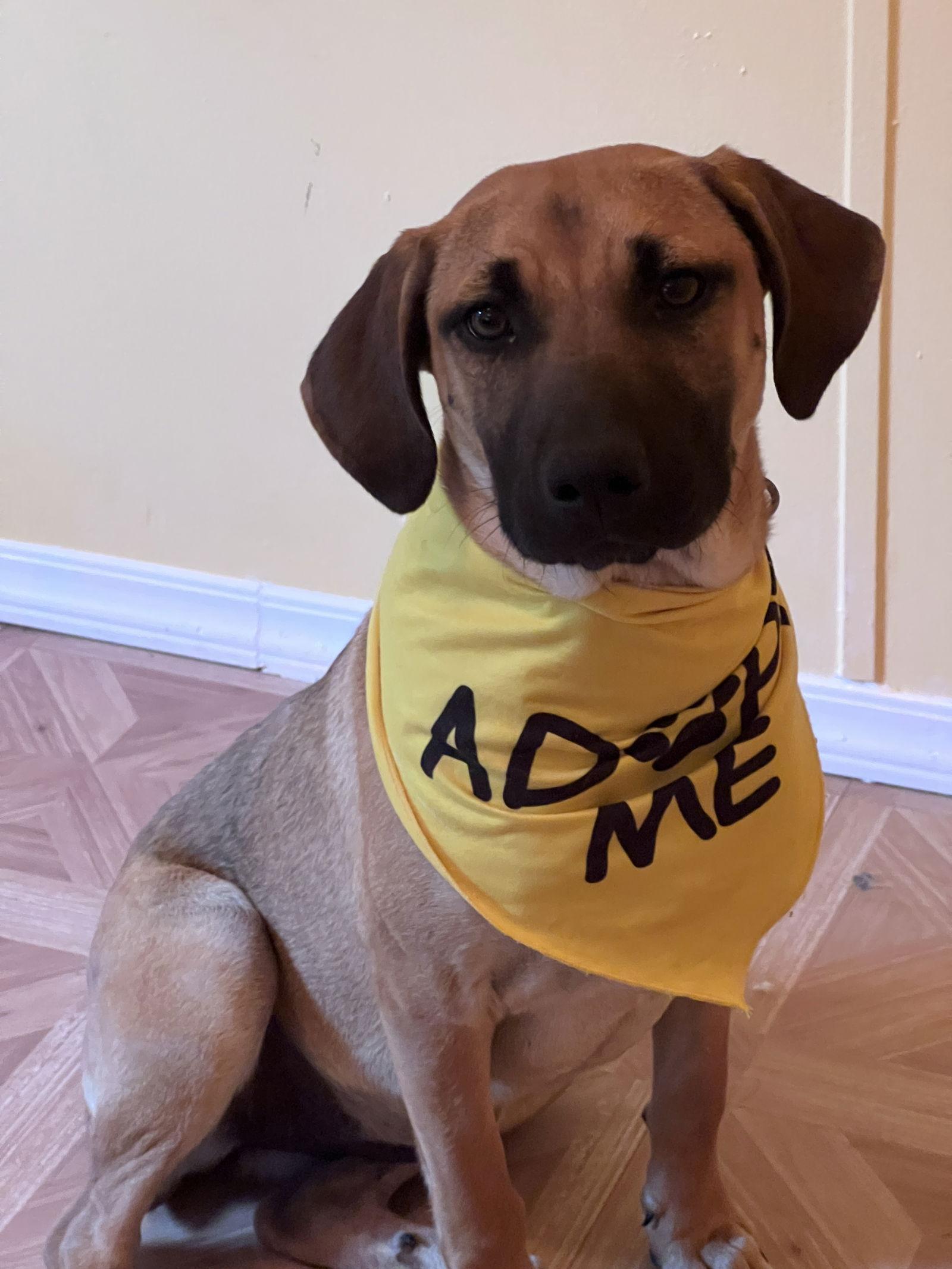 Enlarge Tiffany, a Adopted mixed breed in Crossville, AL image 3/3