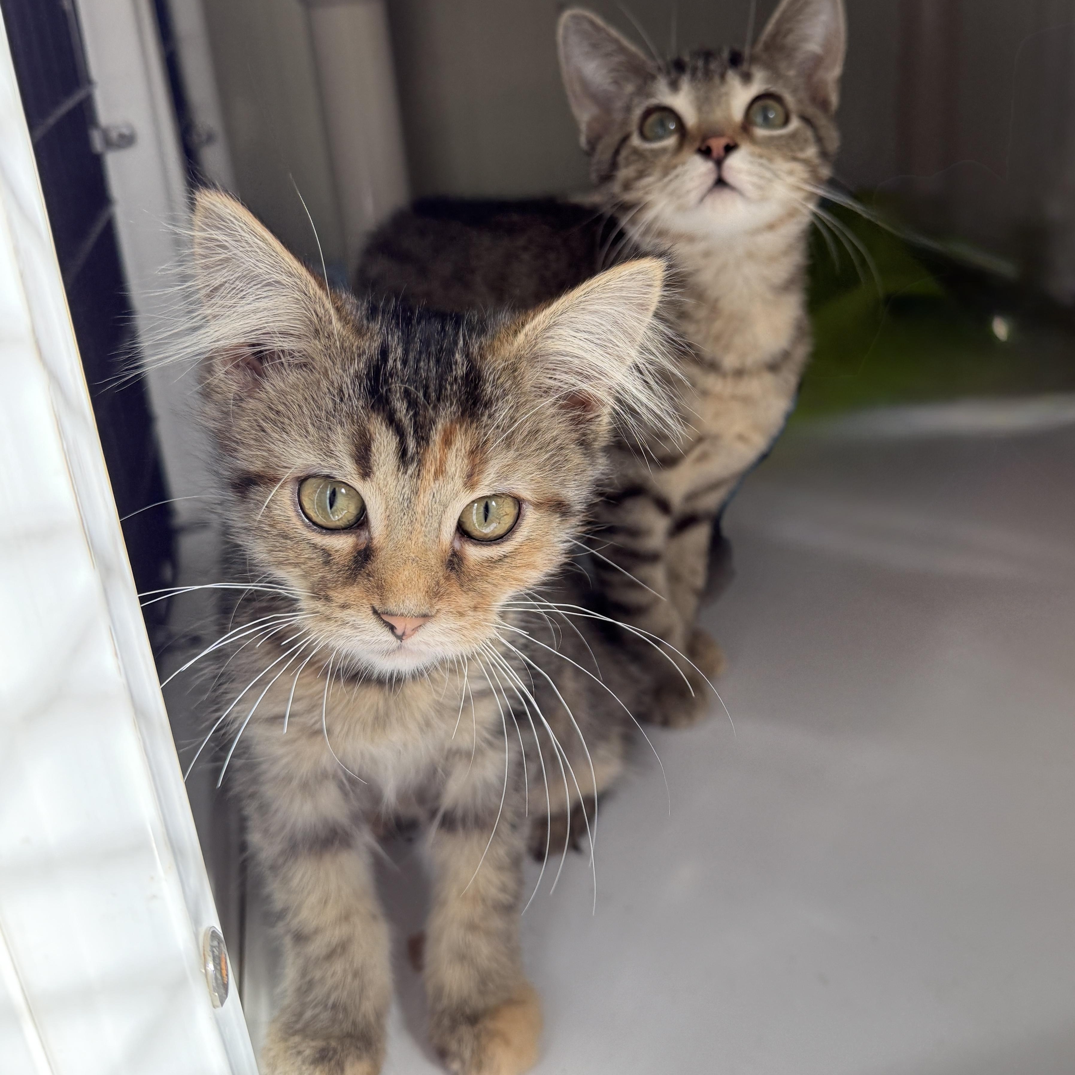 Lanyard, Adopted, Kitten Female Domestic Short Hair.