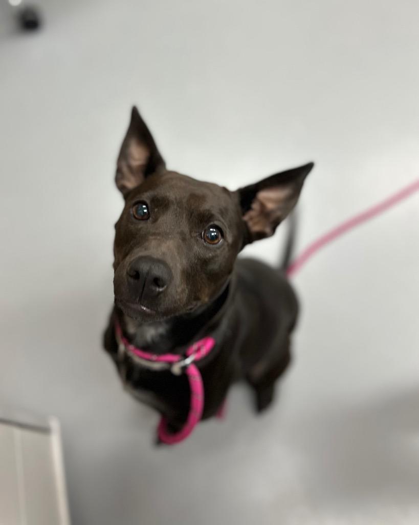 Enlarge AhNuBiss, a Adoptable mixed breed in Hartsville, SC image 4/4