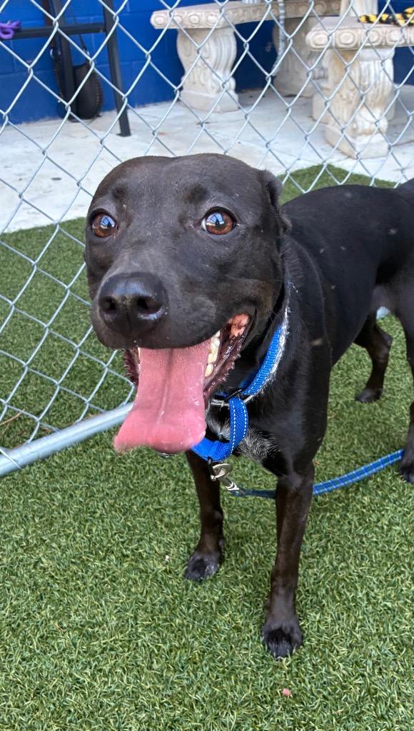 Enlarge AhNuBiss, a Adoptable mixed breed in Hartsville, SC image 3/4