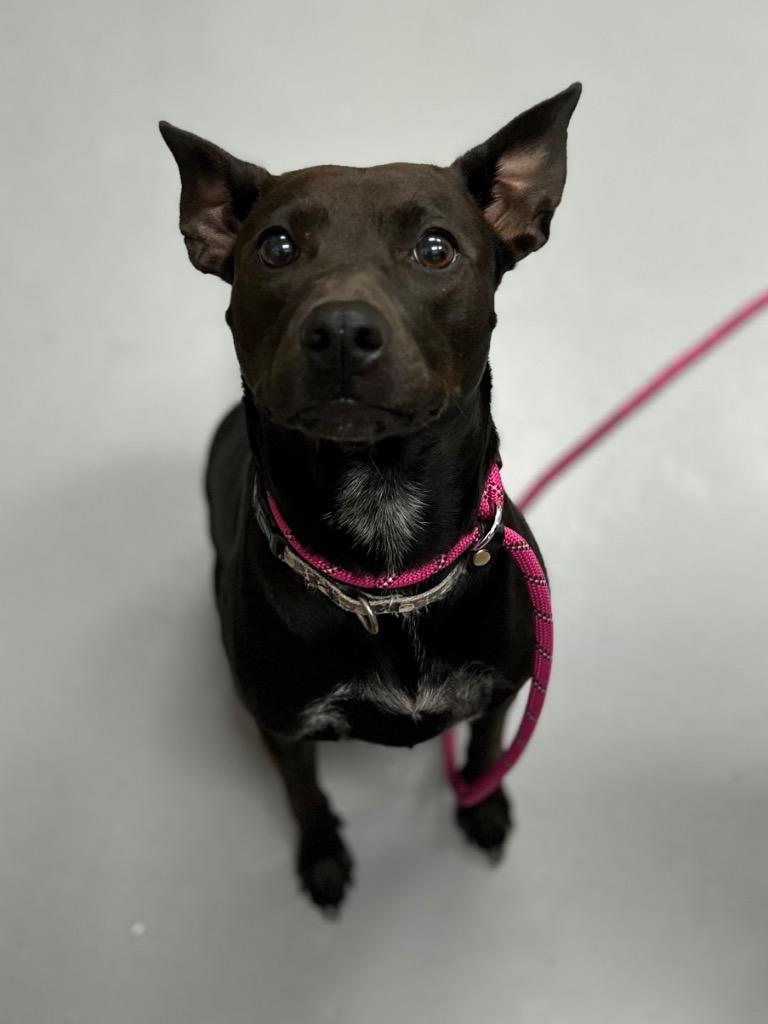 Enlarge AhNuBiss, a Adoptable mixed breed in Hartsville, SC image 2/4