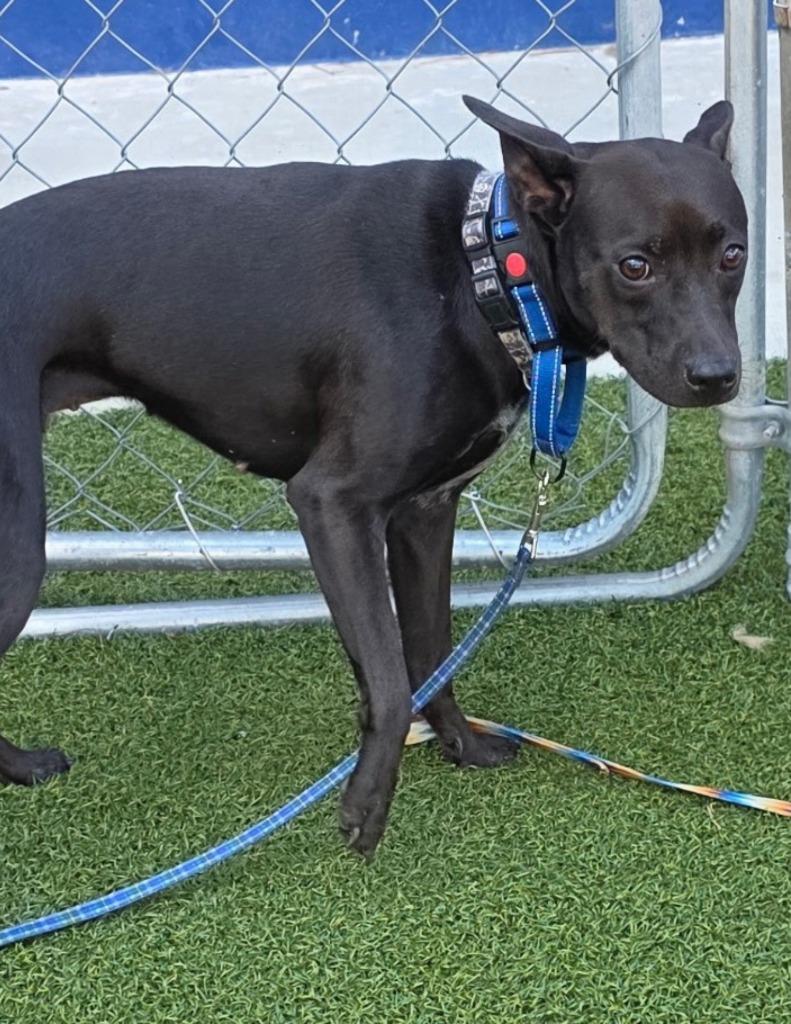 Enlarge AhNuBiss, a Adoptable mixed breed in Hartsville, SC image 1/4