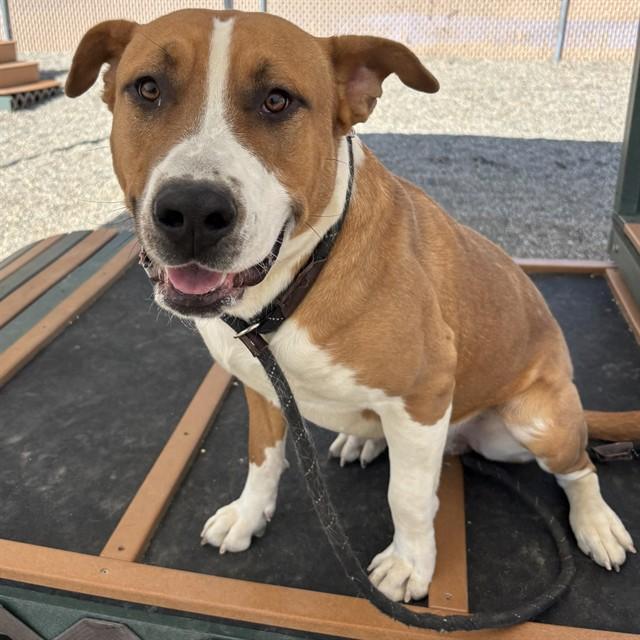 FAT BOY, Adoptable, Young Male Pit Bull Terrier & Mixed Breed.