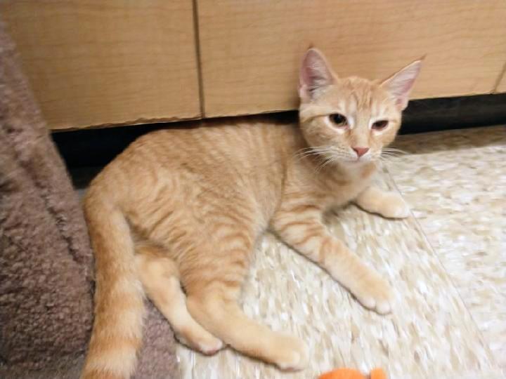 Enlarge Florence, a Adoptable Tabby in Waynesboro, VA image 4/5