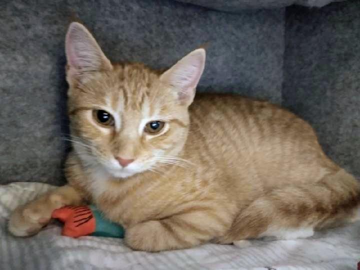 Enlarge Florence, a Adoptable Tabby in Waynesboro, VA image 2/5