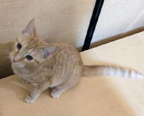 Enlarge Florence, a Adoptable Tabby in Waynesboro, VA image 5/5