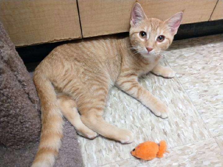 Florence, Adoptable, Kitten Female Tabby.