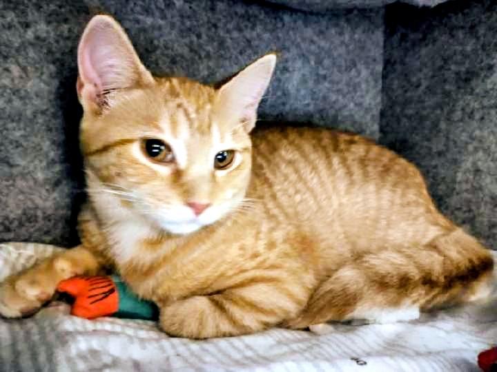 Enlarge Florence, a Adoptable Tabby in Waynesboro, VA image 3/5