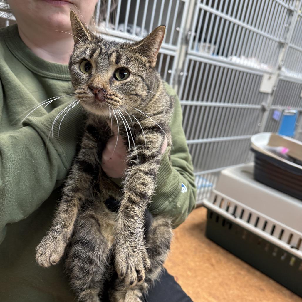 Turnip, Adoptable, Adult Female Domestic Short Hair.