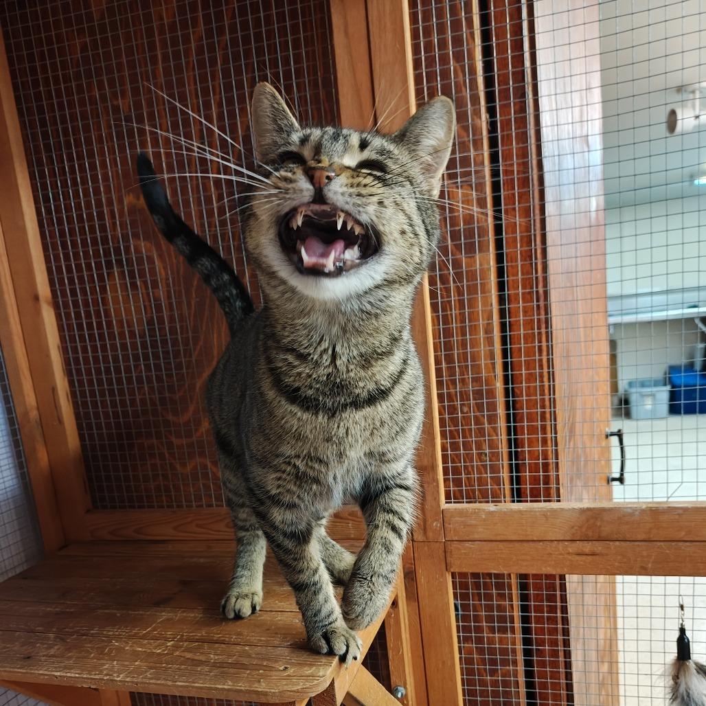 Enlarge Turnip, a Adoptable Domestic Short Hair in Madison, WI image 2/4