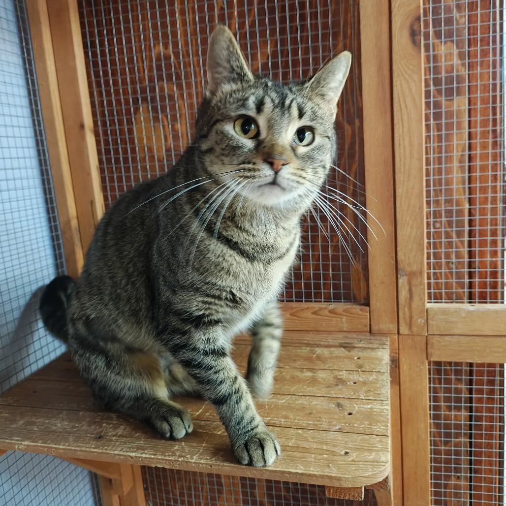 Enlarge Turnip, a Adoptable Domestic Short Hair in Madison, WI image 3/4