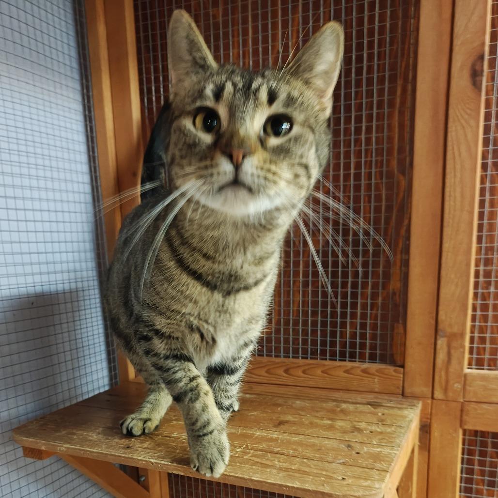 Enlarge Turnip, a Adoptable Domestic Short Hair in Madison, WI image 4/4