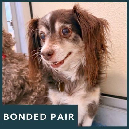 Dre, ADOPTABLE, Senior Male Chihuahua.