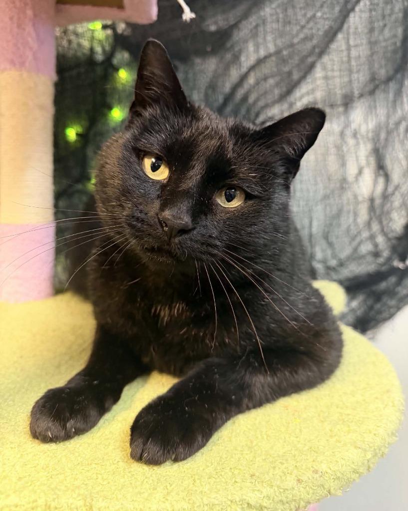 Enlarge Bo, a Adoptable mixed breed in Kodiak, AK image 1/2