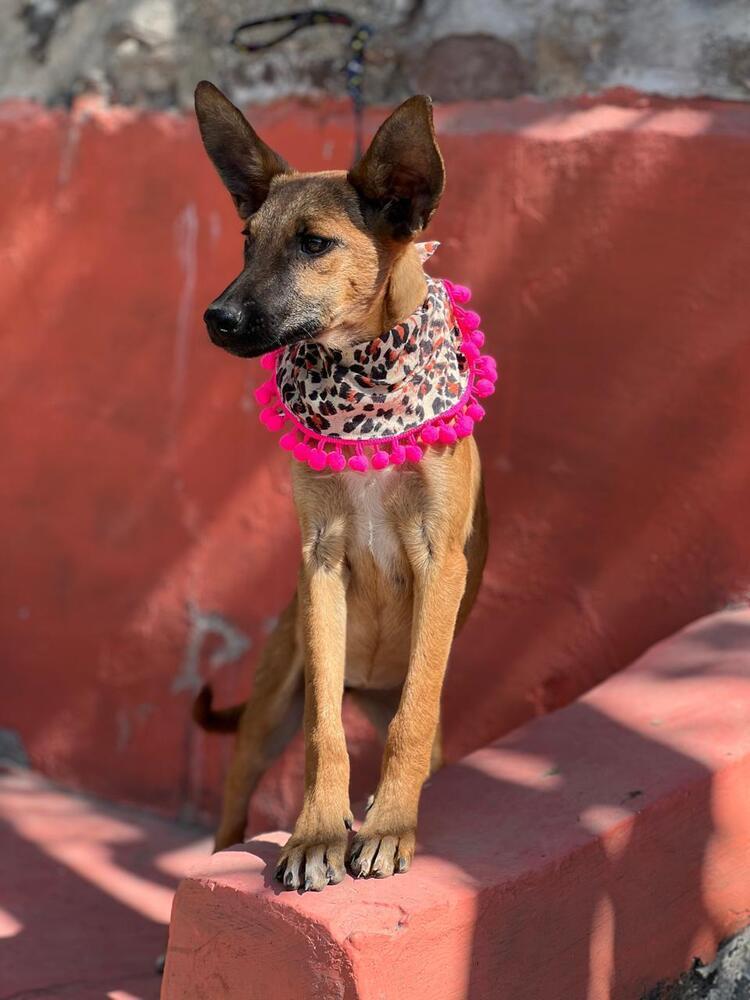 Fern, Adoptable, Young Female Belgian Shepherd / Malinois.