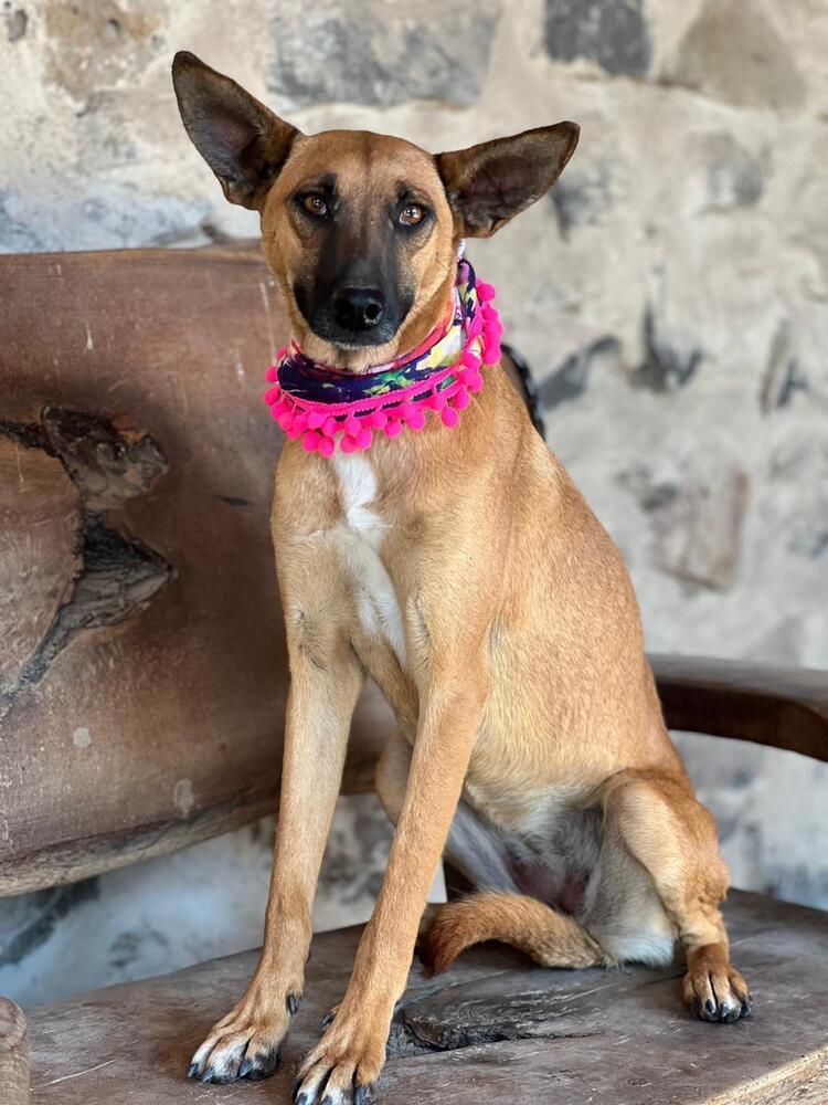 Enlarge Fern, a Adoptable mixed breed in Gig Harbor, WA image 2/4