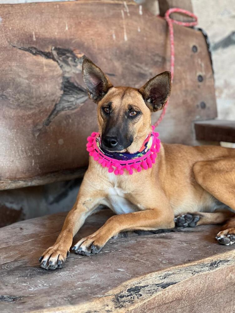 Enlarge Fern, a Adoptable mixed breed in Gig Harbor, WA image 3/4