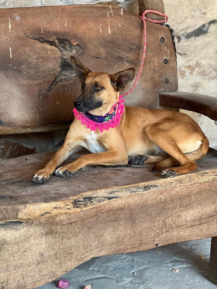 Enlarge Fern, a Adoptable mixed breed in Gig Harbor, WA image 4/4