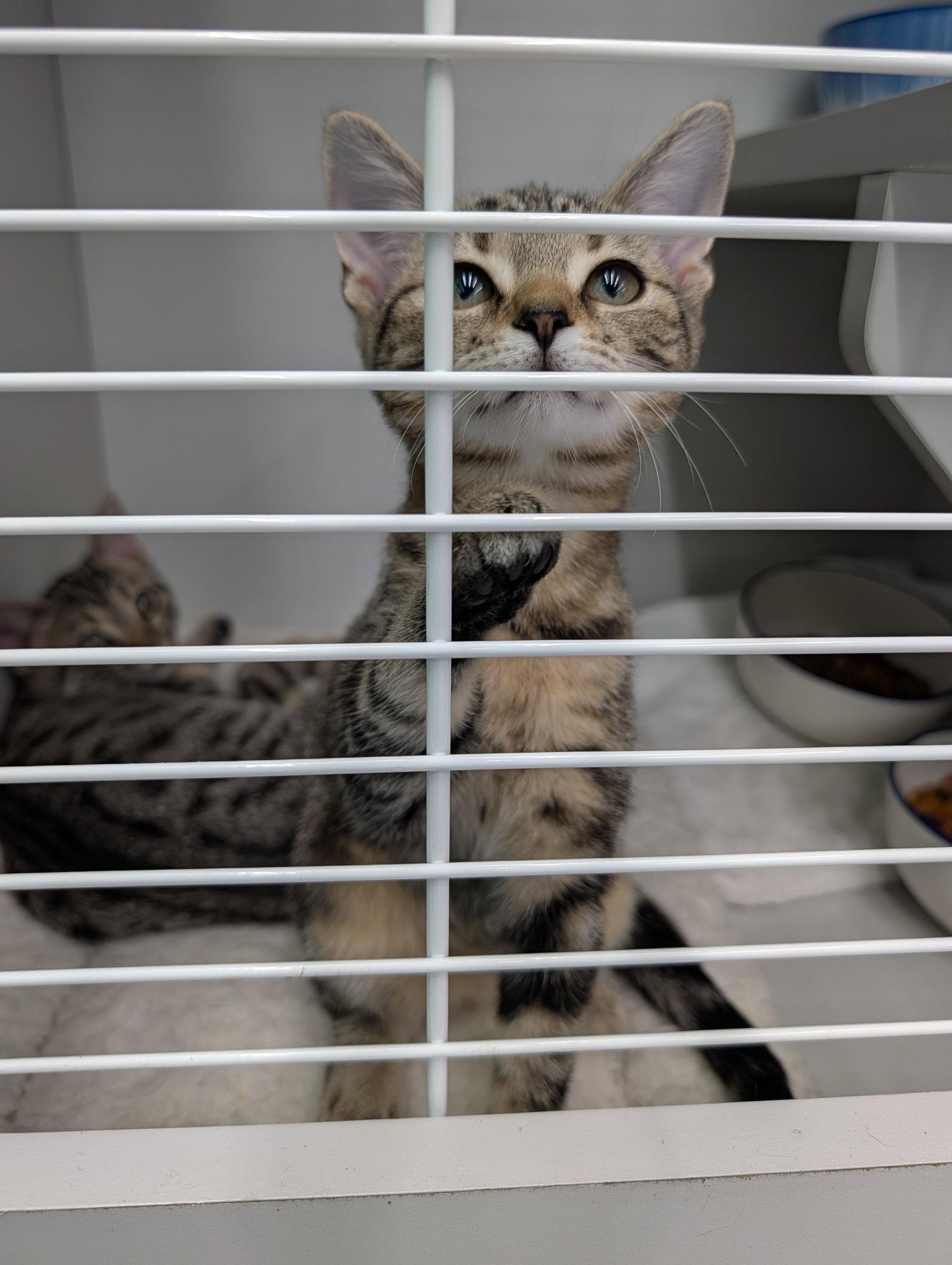 Enlarge Janet, a Adoptable Domestic Short Hair in Roxboro, NC image 1/3