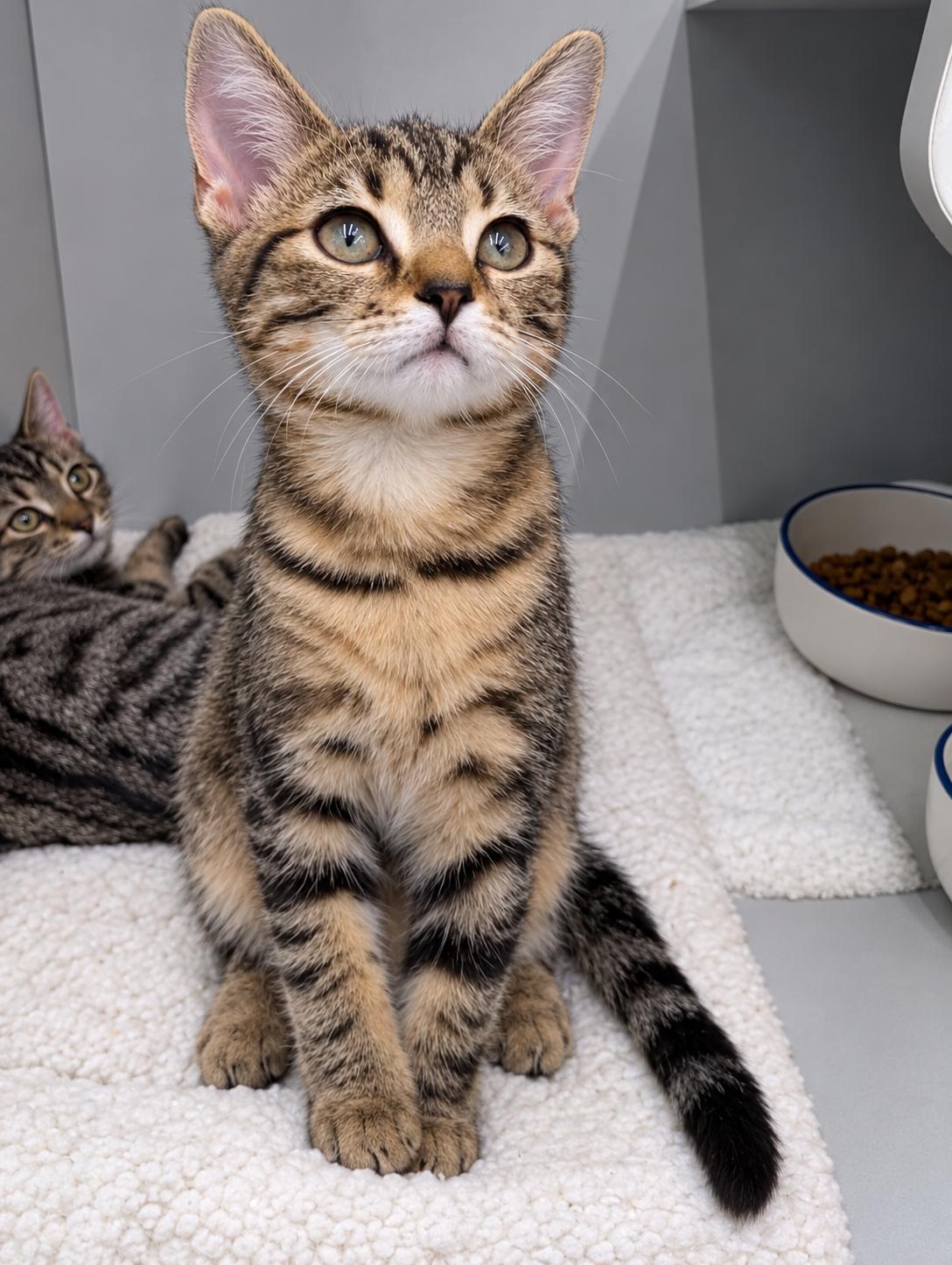 Enlarge Janet, a Adoptable Domestic Short Hair in Roxboro, NC image 3/3