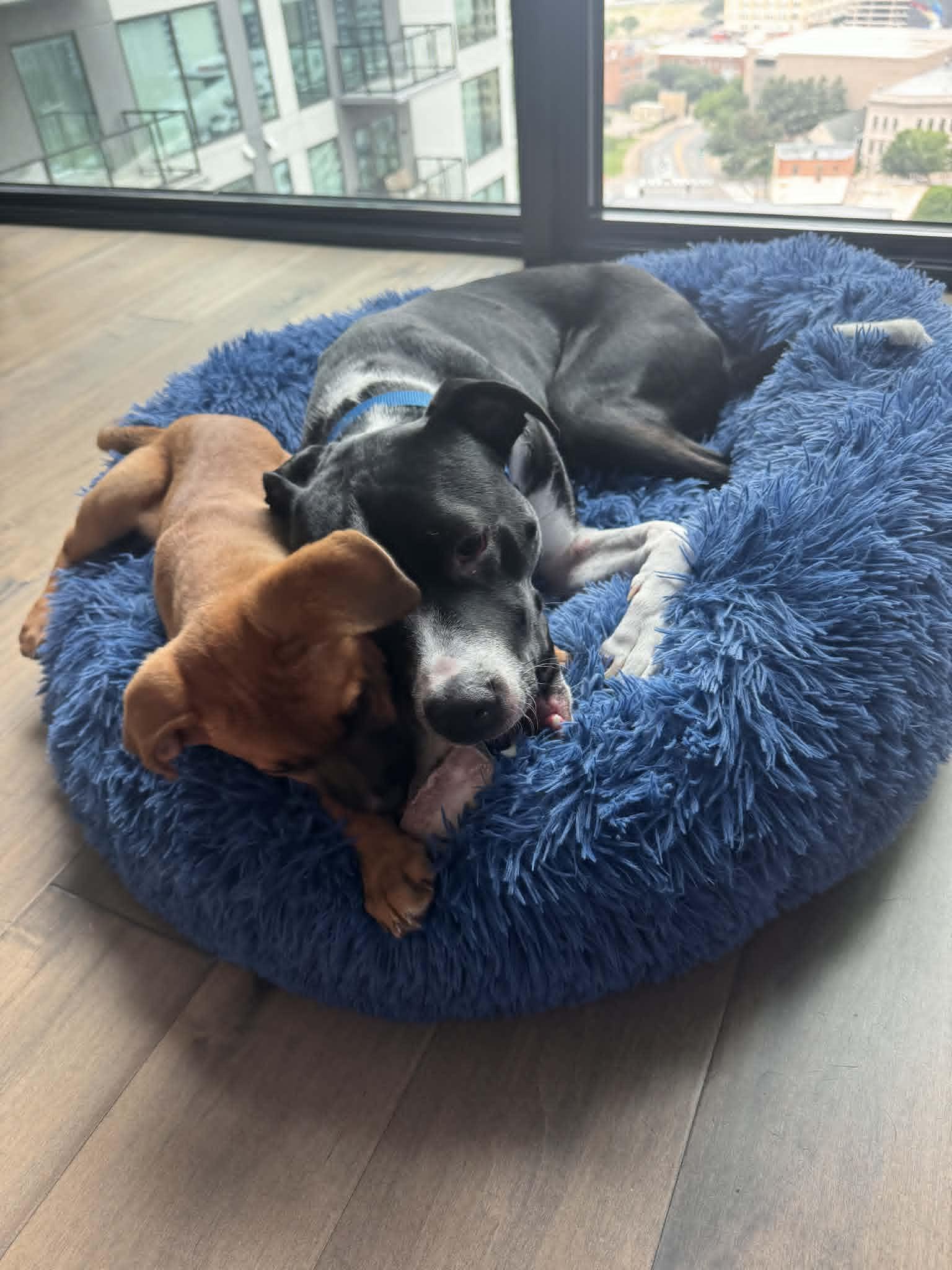 Dahlia, a ADOPTABLE mixed breed in Fort Worth, TX image 5/6