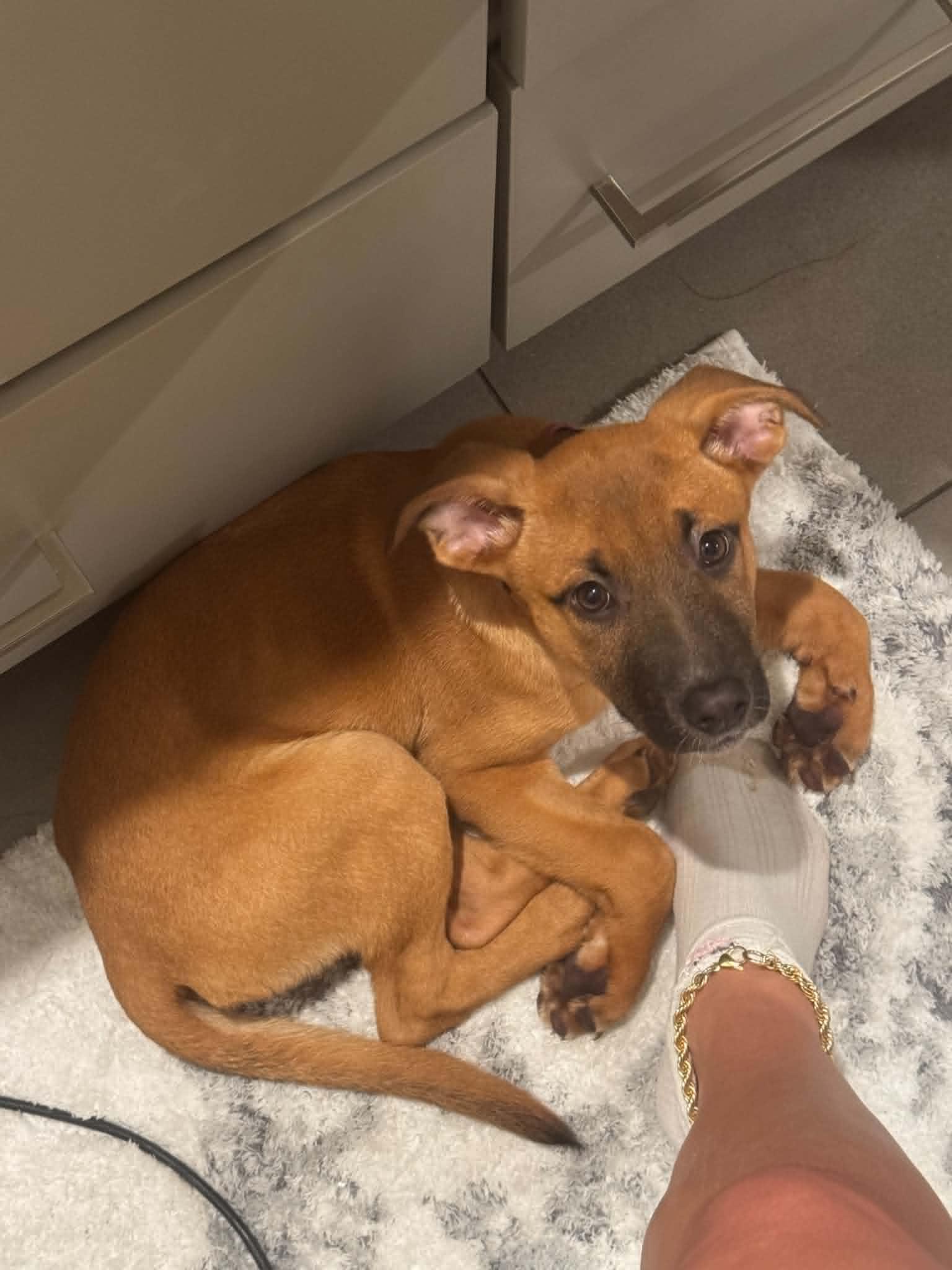 Dahlia, ADOPTABLE, Puppy Female German Shepherd Dog & Pit Bull Terrier.