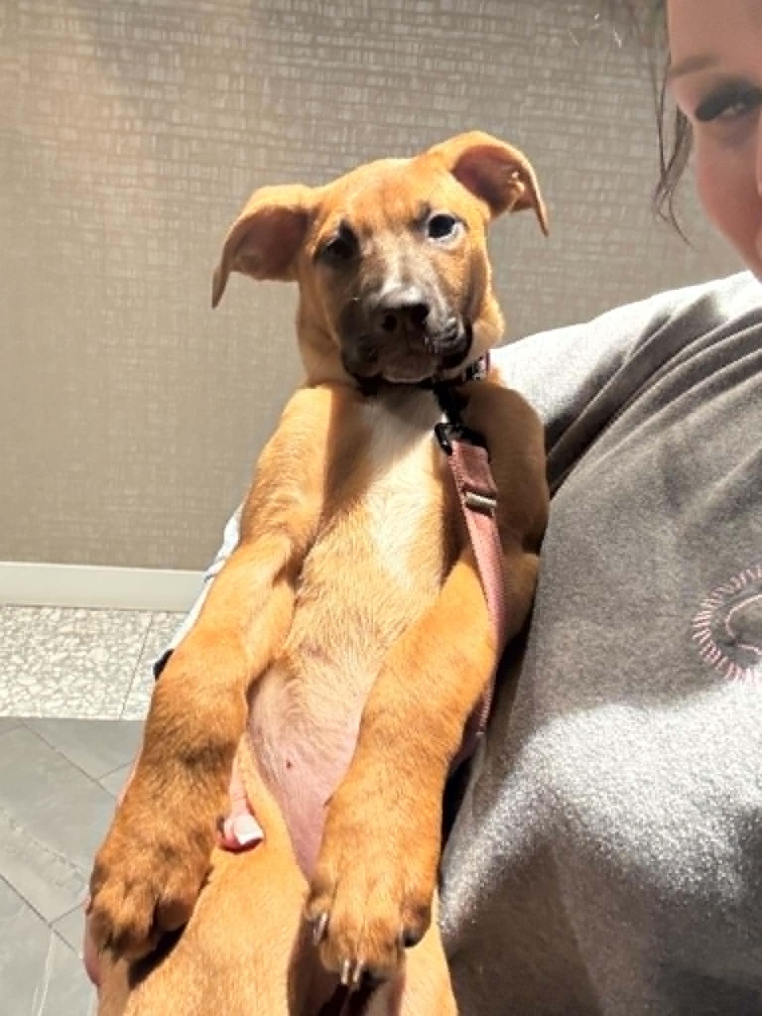 Dahlia, a ADOPTABLE mixed breed in Fort Worth, TX image 4/6