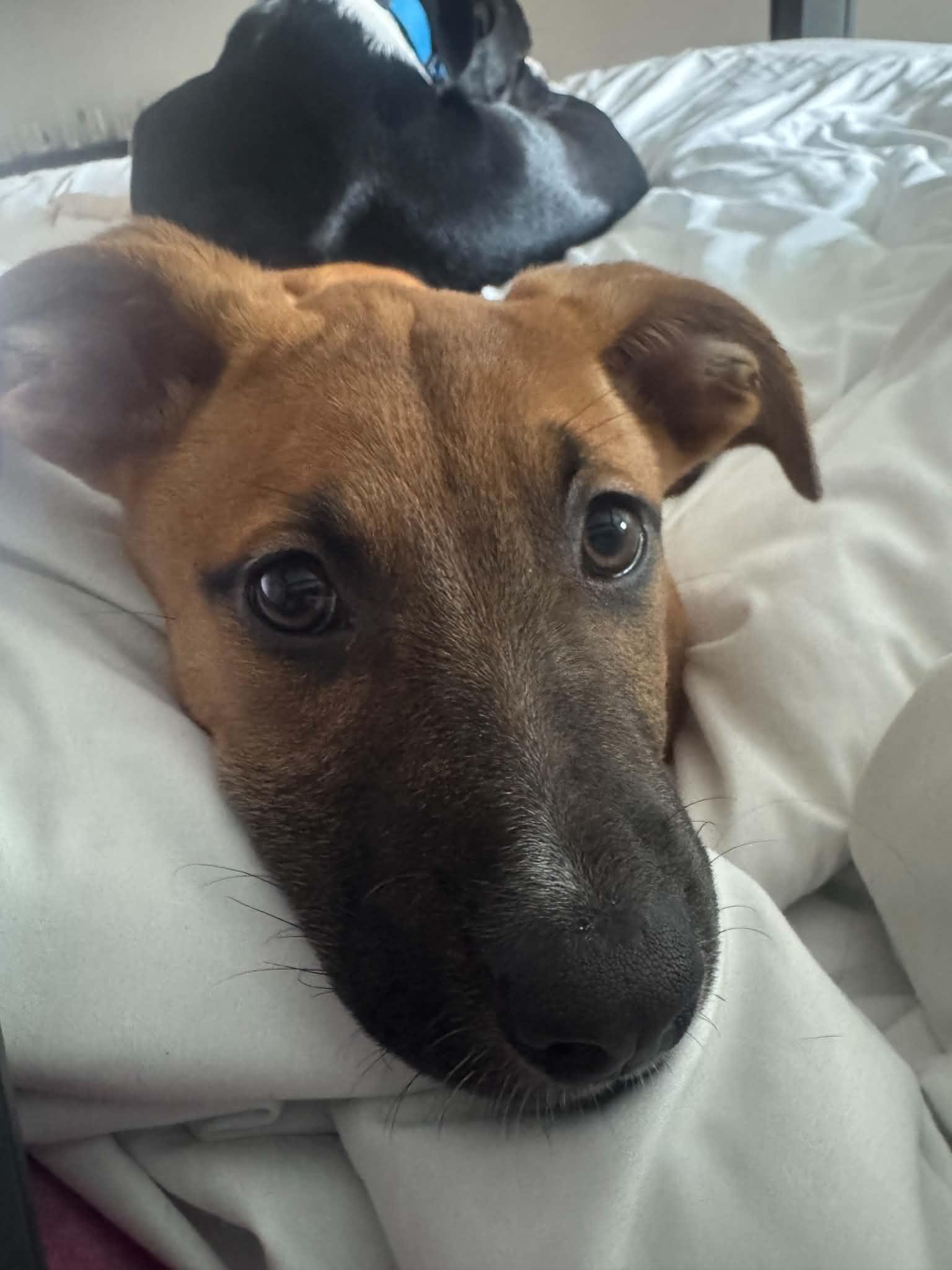 Dahlia, a ADOPTABLE mixed breed in Fort Worth, TX image 3/6