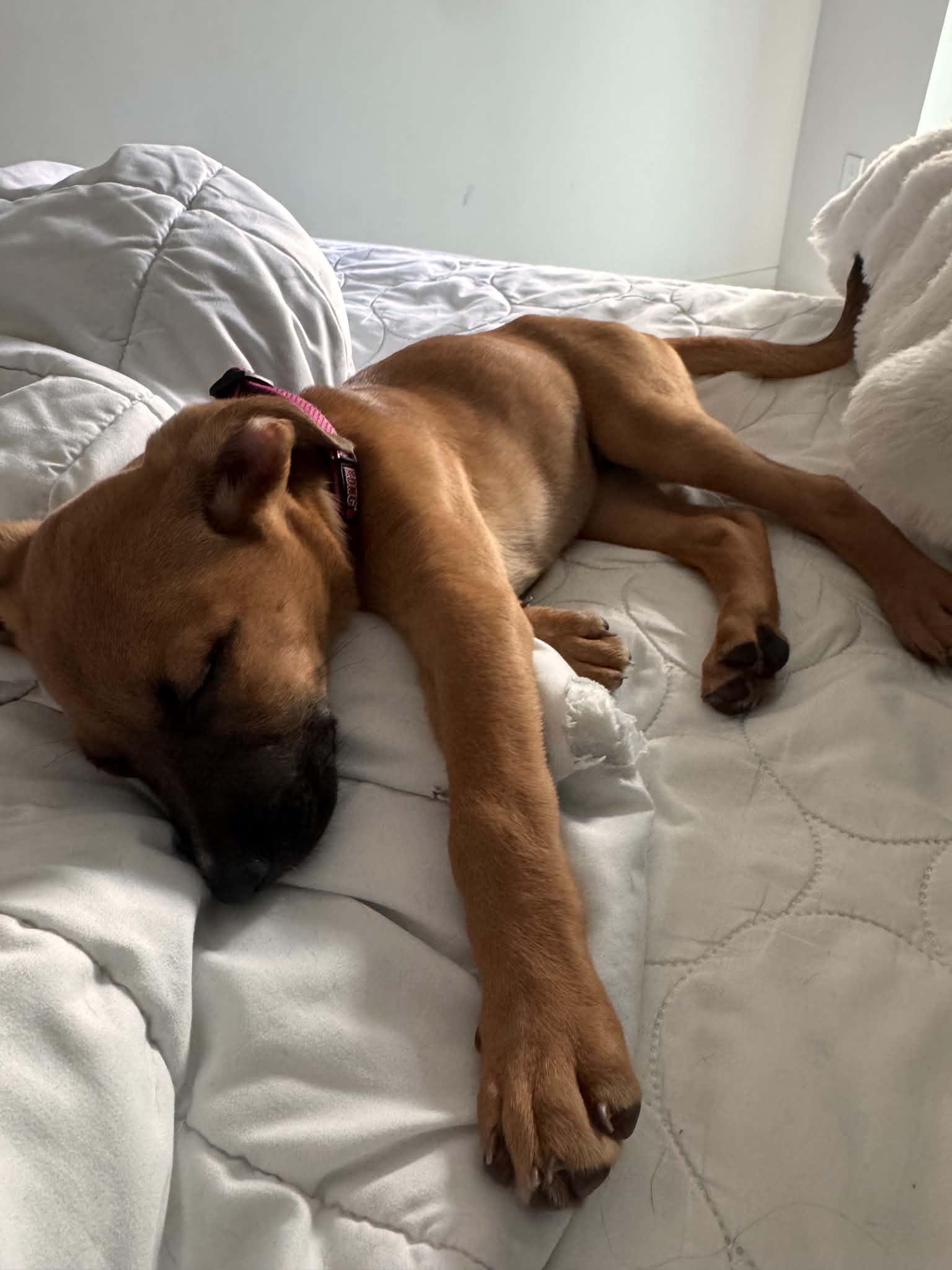 Dahlia, a ADOPTABLE mixed breed in Fort Worth, TX image 2/6