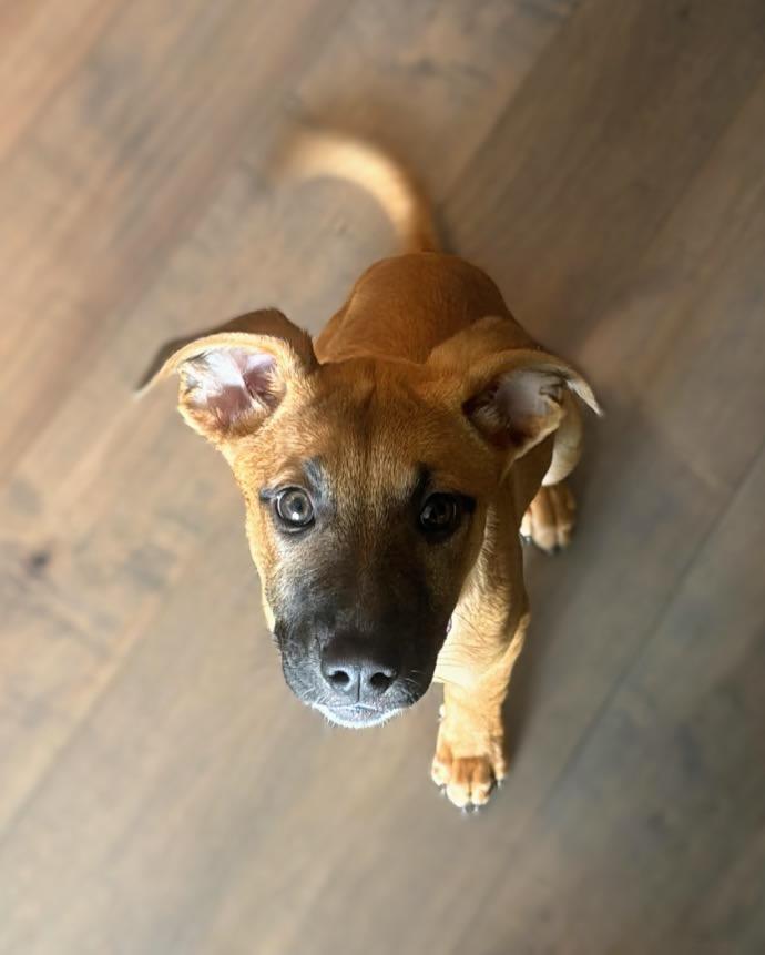 Dahlia, ADOPTABLE, Puppy Female German Shepherd Dog & Pit Bull Terrier.