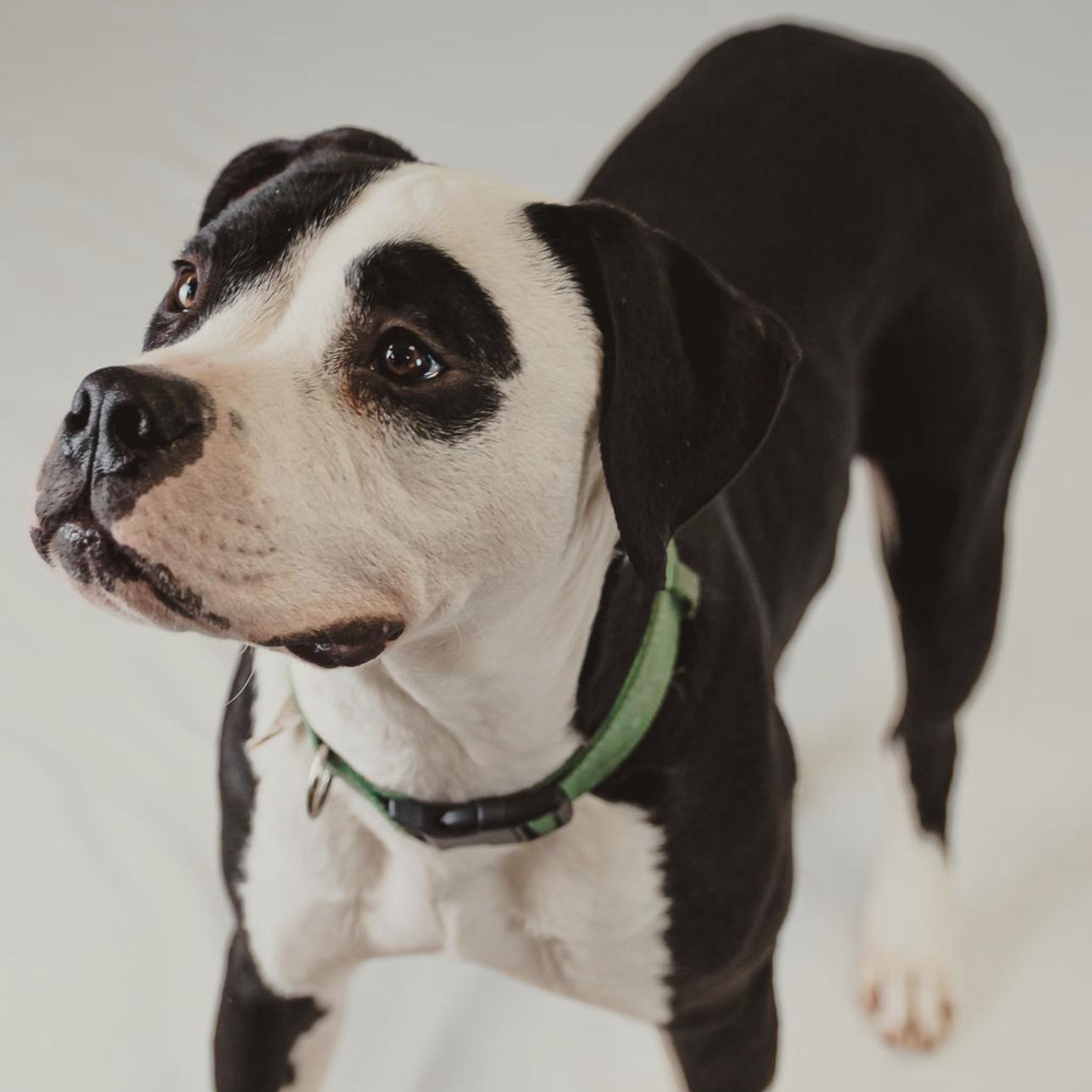 Hercules, a Adoptable mixed breed in Krum, TX image 3/6
