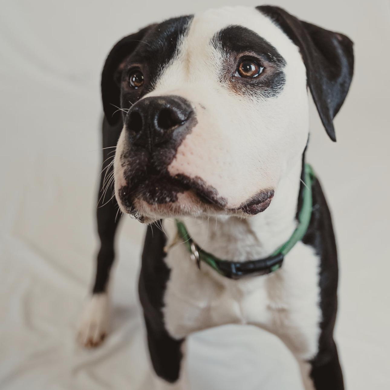 Hercules, a Adoptable mixed breed in Krum, TX image 2/6