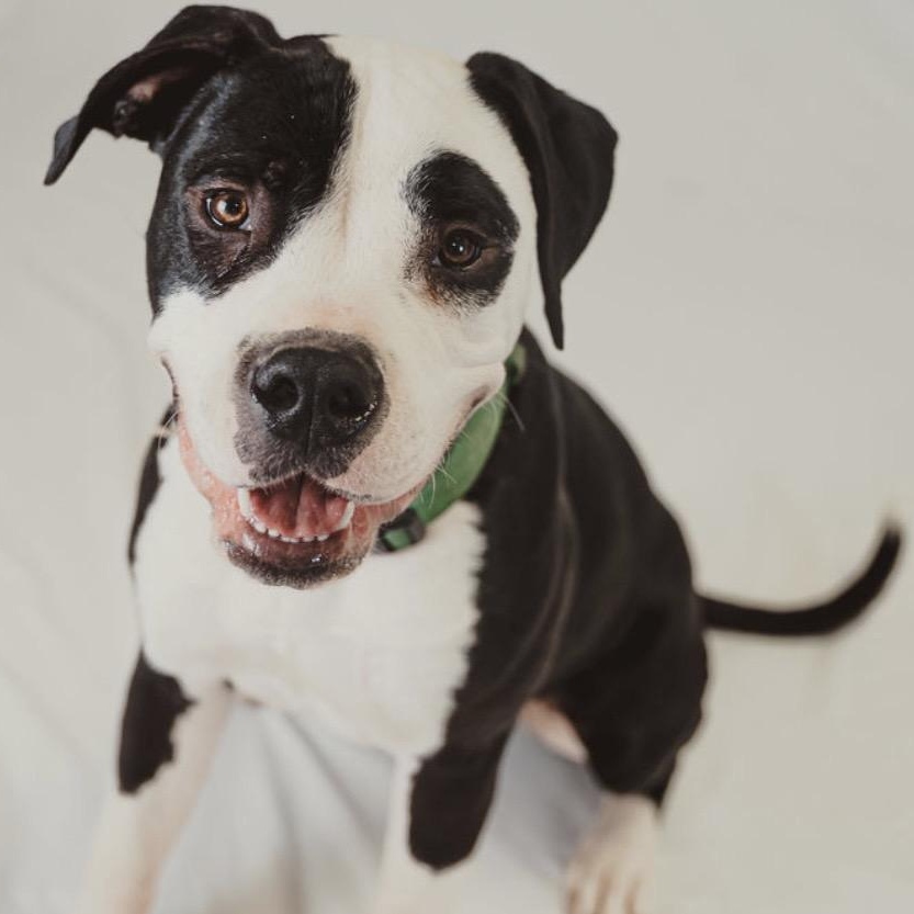 Hercules, a Adoptable mixed breed in Krum, TX image 1/6