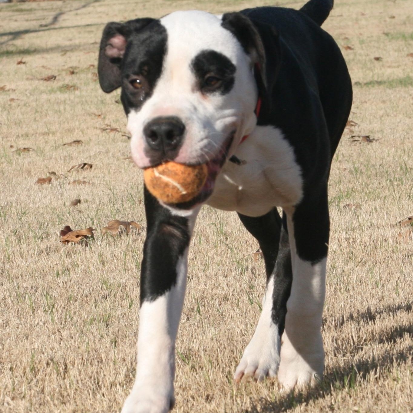 Hercules, a Adoptable mixed breed in Krum, TX image 5/6