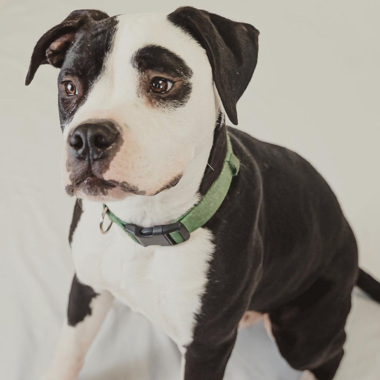 Hercules, a Adoptable mixed breed in Krum, TX image 4/6
