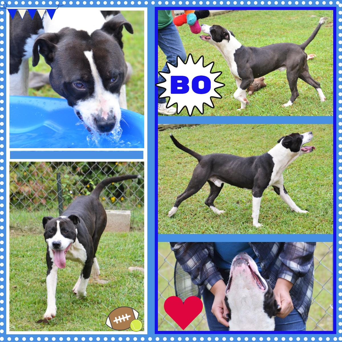 Enlarge Bo, a ADOPTABLE mixed breed in Wedowee, AL image 1/6