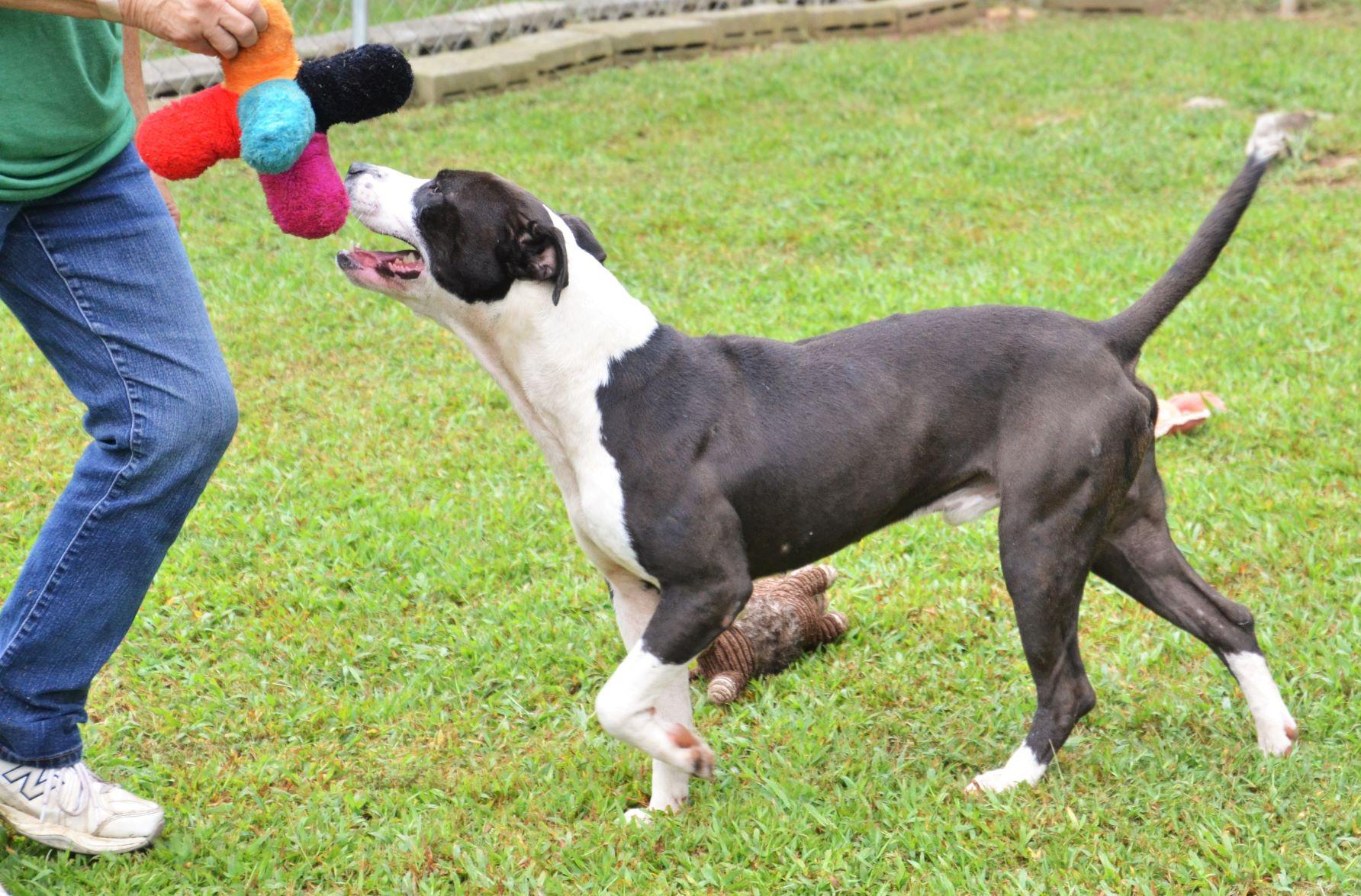 Enlarge Bo, a ADOPTABLE mixed breed in Wedowee, AL image 2/6