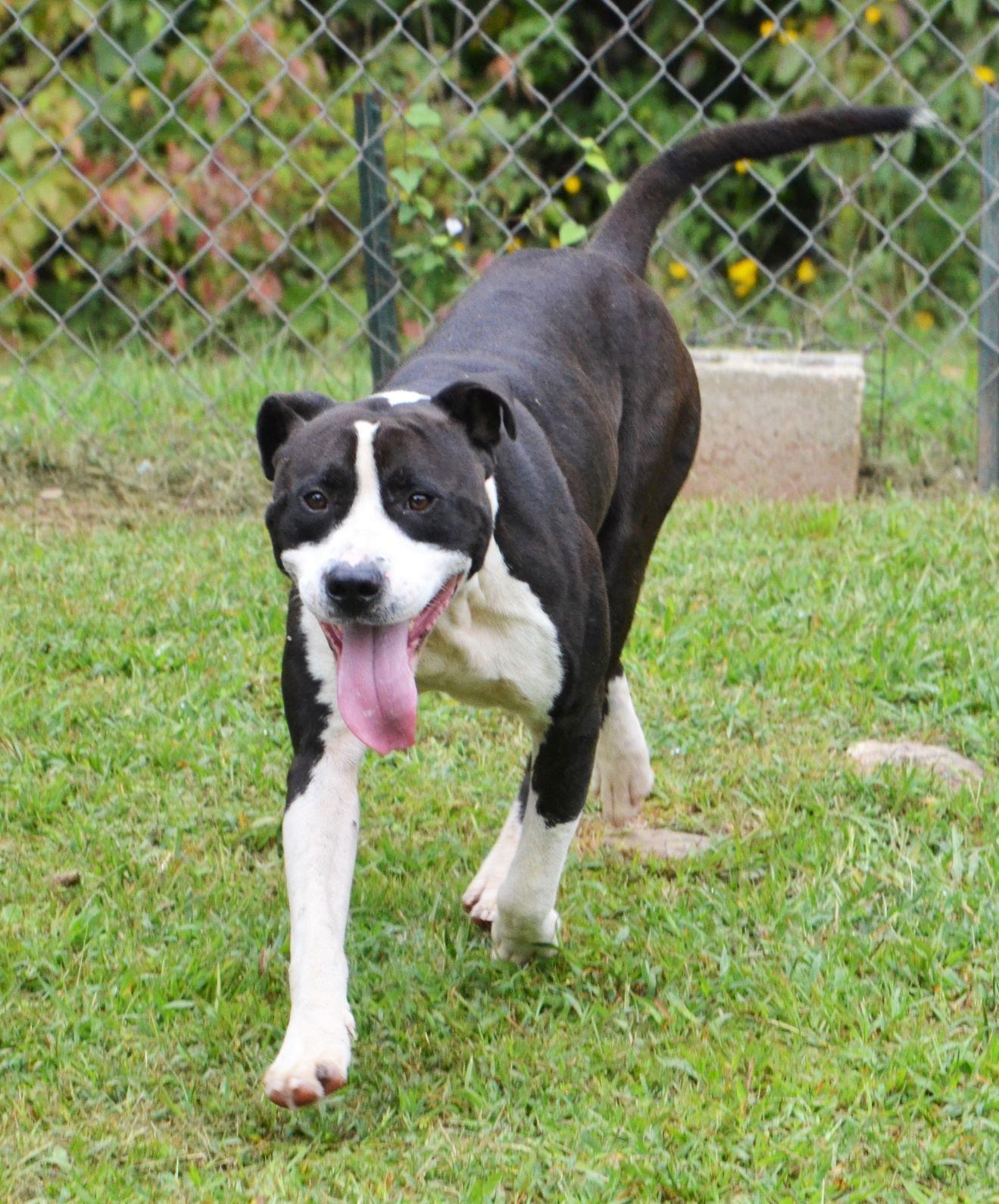 Enlarge Bo, a ADOPTABLE mixed breed in Wedowee, AL image 4/6